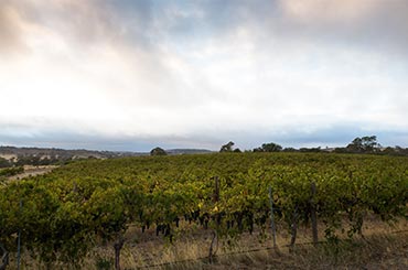 Temple Bruer Wines - Halliday Wine Companion